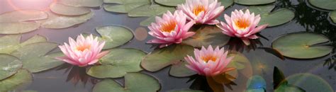 are lotus flowers poisonous to cats