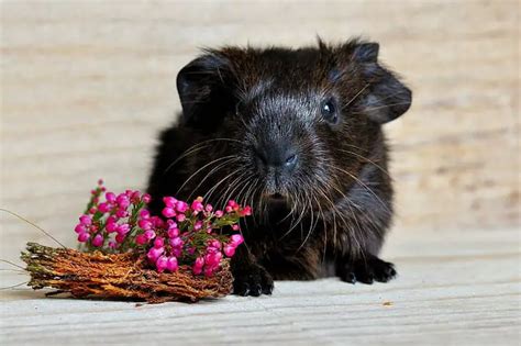 can guinea pigs eat flowers: Delving into the Unusual Dietary Habits and Safety Concerns of Our Pet Cavies