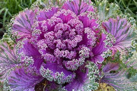 can you eat kale flowers