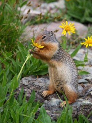 do squirrels eat flowers? Do they also enjoy sunbathing in the middle of the flower beds?