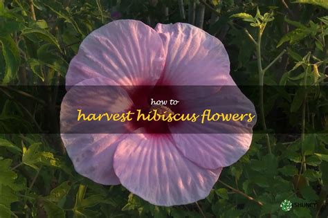 How to Harvest Hibiscus Flowers for Tea: Unveiling the Artistic Intricacies of Blossoming Beverages