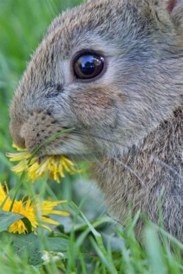 how to keep bunnies from eating flowers while exploring the art of writing with a touch of whimsy