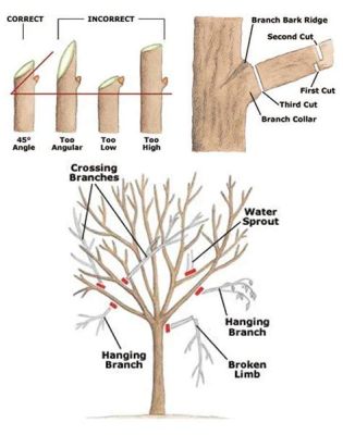 How to Trim Flowers: An Artistic Exploration Beyond the Basic Pruning