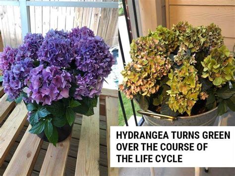 what do you do when hydrangea flowers turn green? exploring the mystery of blue hydrangeas